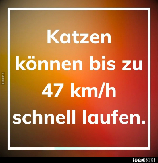 Katzen 47 km/h können bis zu schnell laufen.. - Lustige Bilder | DEBESTE.de