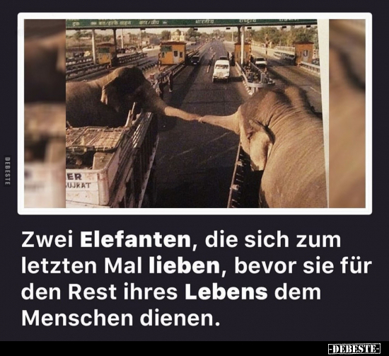 Zwei Elefanten, die sich zum letzten Mal lieben, bevor sie.. - Lustige Bilder | DEBESTE.de