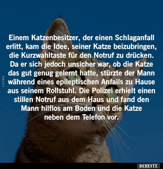 Einem Katzenbesitzer, der einen Schlaganfall erlitt.. - Lustige Bilder | DEBESTE.de