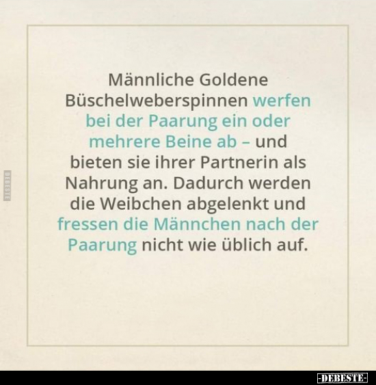 Männliche Goldene Büschelweberspinnen.. - Lustige Bilder | DEBESTE.de